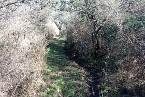 VENTA DE LOTE EN LASCHACRAS SUR - Imagen 2